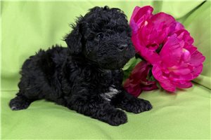 Beanie - puppy for sale