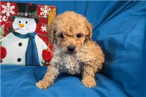 Sebastian - puppy for sale
