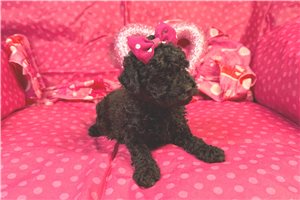 Dottie - Poodle, Toy for sale