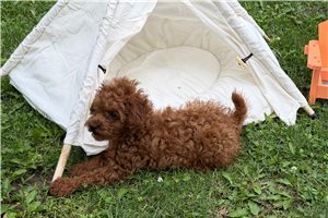 Herman - Poodle, Toy for sale