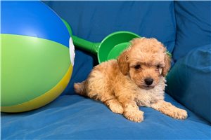 Finley - Poodle, Miniature for sale
