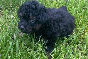 Marney - Poodle, Toy for sale
