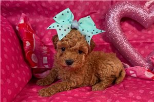 Danielle - Poodle, Toy for sale