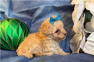 Anita - Poodle, Miniature for sale