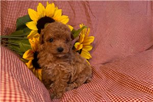 Dory - puppy for sale