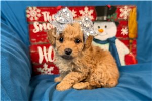 Sophia - puppy for sale