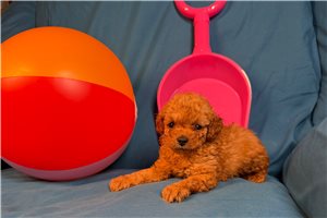 Fergus - Poodle, Miniature for sale