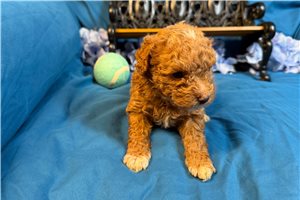 Ronnie - Miniature Poodle for sale
