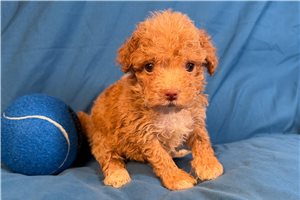 Alistair - Poodle, Miniature for sale