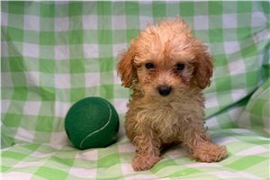 Aether - puppy for sale