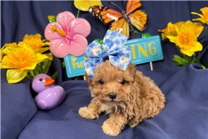 Kiara - Poodle, Miniature for sale