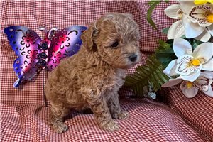 Dora - puppy for sale