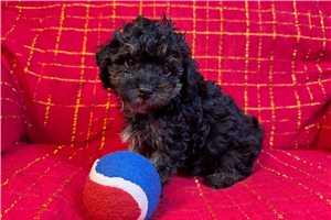 Barton - Poodle, Toy for sale