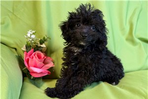 Adelia - Poodle, Toy for sale