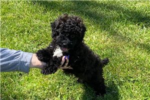 Tyler - Poodle, Toy for sale