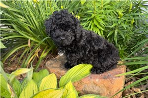 Beanie - Toy Poodle for sale
