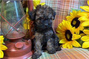 Goliath - Miniature Poodle for sale