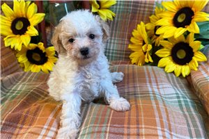 Gunther - puppy for sale