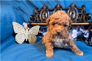 Ruthie - puppy for sale
