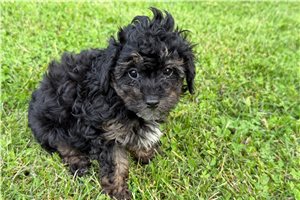 Barton - Poodle, Toy for sale