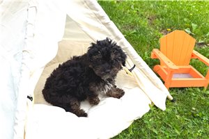 Barton - Poodle, Toy for sale