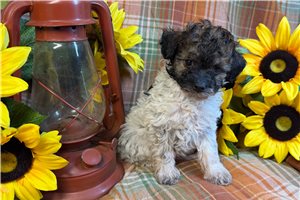 Gohan - Miniature Poodle for sale
