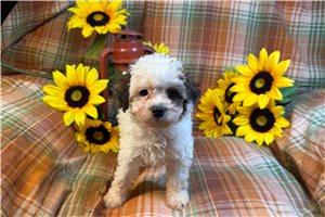 Gadget - puppy for sale