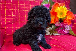 Beanie - Poodle, Toy for sale