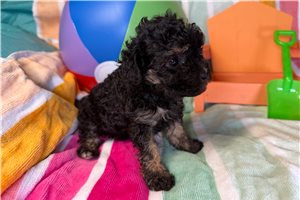 Jade - puppy for sale