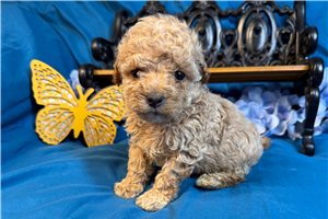 Rumi - puppy for sale