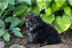 Barton - Poodle, Toy for sale