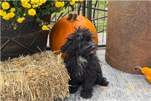 Adelia - Toy Poodle for sale