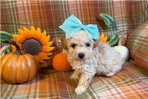 Basha - puppy for sale