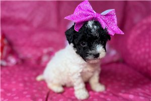 Dalia - Poodle, Toy for sale