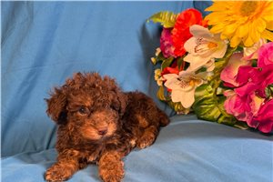 Alaya - puppy for sale