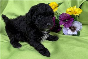 Becca - Poodle, Toy for sale