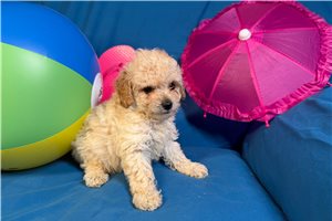 Fortuna - Poodle, Miniature for sale