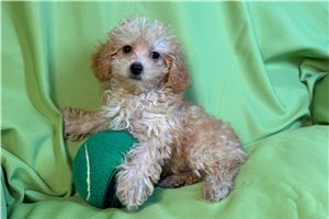 Aether - Poodle, Toy for sale