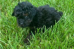Spunky - Poodle, Toy for sale