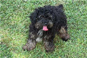 Barton - Poodle, Toy for sale