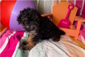 Jacqueline - Poodle, Miniature for sale