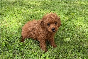 Herman - Poodle, Toy for sale