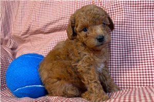 Dorrin - Poodle, Miniature for sale
