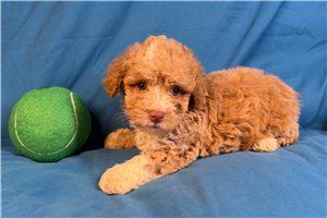 Alexandro - puppy for sale