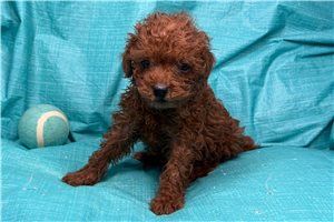 Herman - Poodle, Toy for sale
