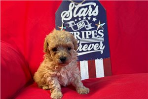 Evan - puppy for sale