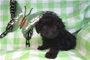Adeline - puppy for sale