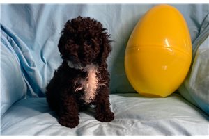 Tyler - Poodle, Toy for sale