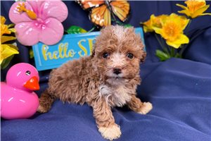 Kendall - Poodle, Miniature for sale
