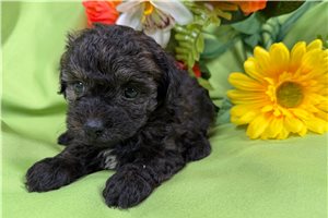 Beatrice - puppy for sale